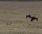tanzanie_safari_ngorongoro_193