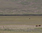 tanzanie_safari_ngorongoro_194