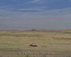 tanzanie_safari_ngorongoro_196
