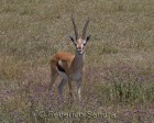 tanzanie_safari_ngorongoro_198