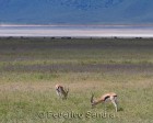tanzanie_safari_ngorongoro_199
