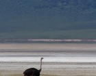 tanzanie_safari_ngorongoro_203