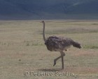 tanzanie_safari_ngorongoro_204