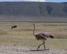 tanzanie_safari_ngorongoro_205