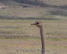 tanzanie_safari_ngorongoro_206