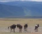 tanzanie_safari_ngorongoro_207