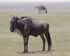 tanzanie_safari_ngorongoro_208