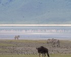 tanzanie_safari_ngorongoro_209
