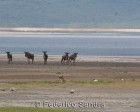 tanzanie_safari_ngorongoro_210