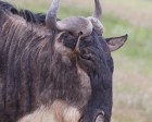 tanzanie_safari_ngorongoro_211