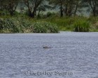 tanzanie_safari_ngorongoro_216