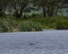 tanzanie_safari_ngorongoro_217
