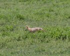 tanzanie_safari_ngorongoro_220