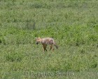 tanzanie_safari_ngorongoro_221