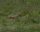 tanzanie_safari_ngorongoro_223