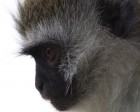 tanzanie_safari_ngorongoro_224