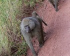 tanzanie_safari_ngorongoro_225