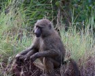 tanzanie_safari_ngorongoro_226