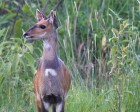 tanzanie_safari_ngorongoro_227