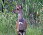 tanzanie_safari_ngorongoro_228
