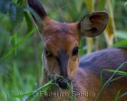 tanzanie_safari_ngorongoro_229