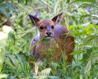 tanzanie_safari_ngorongoro_230