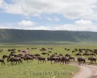 tanzanie_safari_ngorongoro_232