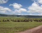 tanzanie_safari_ngorongoro_233