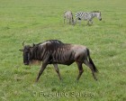 tanzanie_safari_ngorongoro_234