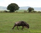 tanzanie_safari_ngorongoro_235
