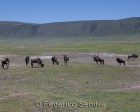 tanzanie_safari_ngorongoro_236