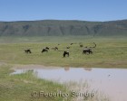 tanzanie_safari_ngorongoro_237