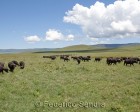 tanzanie_safari_ngorongoro_238