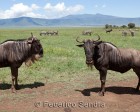 tanzanie_safari_ngorongoro_239
