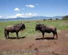 tanzanie_safari_ngorongoro_240