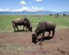 tanzanie_safari_ngorongoro_241