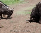 tanzanie_safari_ngorongoro_242