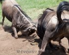 tanzanie_safari_ngorongoro_243