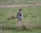 tanzanie_zebres_ngorongoro_100