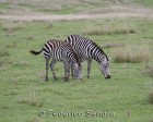 tanzanie_zebres_ngorongoro_101