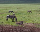 tanzanie_zebres_ngorongoro_102