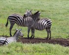 tanzanie_zebres_ngorongoro_103