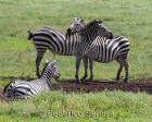 tanzanie_zebres_ngorongoro_104