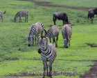 tanzanie_zebres_ngorongoro_105