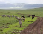 tanzanie_zebres_ngorongoro_106