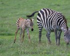 tanzanie_zebres_ngorongoro_107