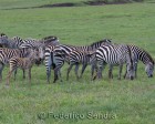 tanzanie_zebres_ngorongoro_108