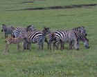 tanzanie_zebres_ngorongoro_109