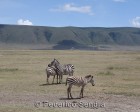 tanzanie_zebres_ngorongoro_110