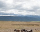tanzanie_zebres_ngorongoro_111